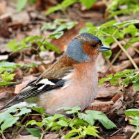 Зяблик :: Laryan1 Зяблик :: Laryan1