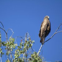 Чёрный коршун :: Galaelina ***