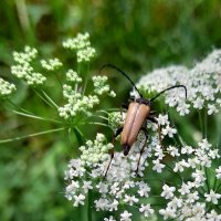 Жук на борщевике . :: Мила Бовкун Жук на борщевике . :: Мила Бовкун