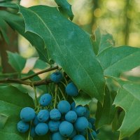 *** :: Хэлен ***