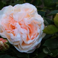 Роза. :: Маргарита ( Марта ) Дрожжина Роза. :: Маргарита ( Марта ) Дрожжина