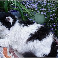 Лукерья :: Aquarius - Сергей