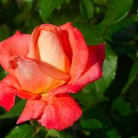 О красоте цветов. :: Милешкин Владимир Алексеевич 