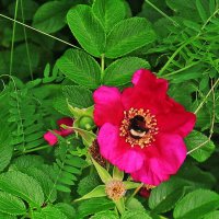 Июль...Пир шмеля на цветке садовой розы! :: Владимир 