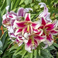 Лилия Кэнди Клаб ОТ-гибрид :: Валерий Иванович