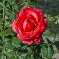 Роза :: Анатолий Чикчирный Роза :: Анатолий Чикчирный