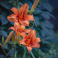 Этюд с лилиями :: Владимир Кроливец