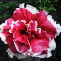 Махровая петуния :: Людмила Смородинская Махровая петуния :: Людмила Смородинская