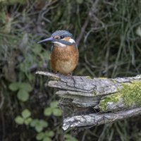 зимородок :: юрий макаров