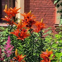 Огненный танец. :: Ольга 