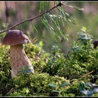 *** :: Aleksandr Gal