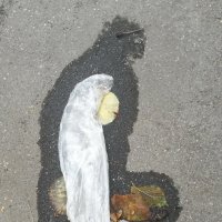 ОБРАЗЫ И ПОДОБИЯ :: Юрий Вовк