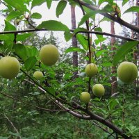 что-то спеет   лесное :: Елена Шаламова