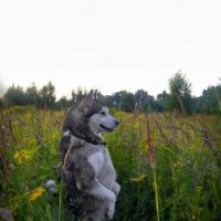 Ярик. :: leff Postnov