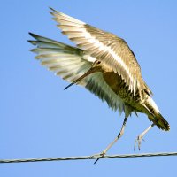 Канатоходец :: Михаил Белоусов