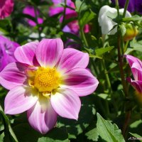 О летнем разноцветье... :: Андрей Заломленков