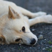 А Кузя отдыхает... :: Андрей Катков