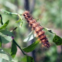 ** :: Зоя Мишина ** :: Зоя Мишина