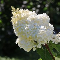 Гортензия (В ботаническом саду МГУ) :: Светлана 