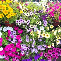 петуньи :: Наталья 