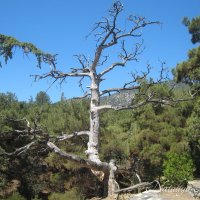 Природа Крыма :: Amazing Cosmea