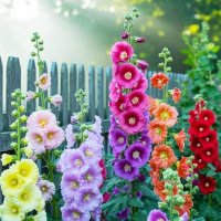 Мальви цвітуть :: Степан Карачко