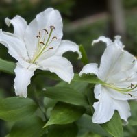 Белые лилии :: Анна Камс