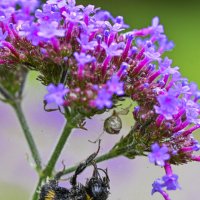 эх...не повезло товарищу :: Осень 