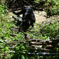 Клубничный вор :: Константин Сафронов