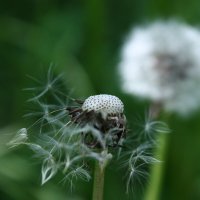 Воздушный :: Любовь Иванова