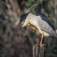 Алло, космос! Прием! :: Александр К. Алло, космос! Прием! :: Александр К.