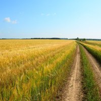 Полевые дороги России. :: Михаил Колосов 