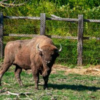 "-" :: Светлана Фокша