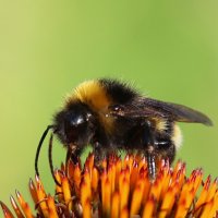 Пушистый. :: Александр Кондаков Пушистый. :: Александр Кондаков