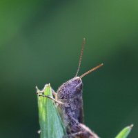 Не зелёненький... :: Александр Кондаков