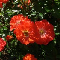 Красные розы :: Лидия Бусурина Красные розы :: Лидия Бусурина