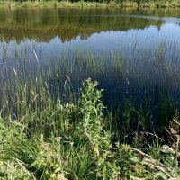 У лесного озера :: Veera V