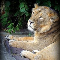 котеночек :: Олег Лукьянов котеночек :: Олег Лукьянов