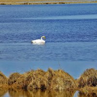 Июнь..Лебедь-холостяк! :: Владимир 