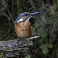 зимородок. :: юрий макаров