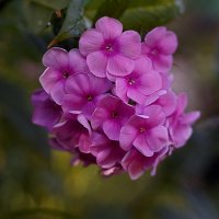 флокс :: Ольга Cоломатина