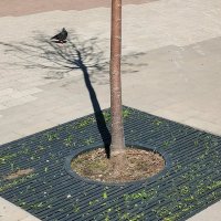 Голубь и тень :: Любимова Ольга 