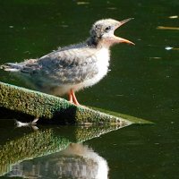 Птенец речной крачки :: Лина 