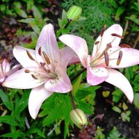 Лилия :: Рита Симонова