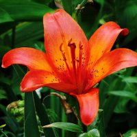 Лилия :: Рита Симонова