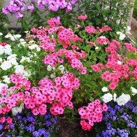 Цветы на даче :: Александр Щеклеин Цветы на даче :: Александр Щеклеин