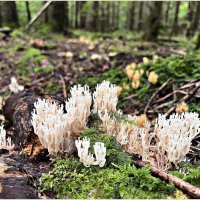 Клавикорона коробчатая. :: Валерия Комова Клавикорона коробчатая. :: Валерия Комова