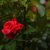 Розочка :: Юрий Гайворонскiий