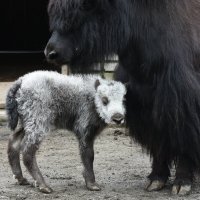 Московский Зоопарк. С мамой. :: Наташа ***** Московский Зоопарк. С мамой. :: Наташа *****