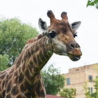 Московский Зоопарк. Жираф Липа. :: Наташа *****
